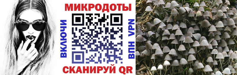 Псилоцибиновые грибы Cubensis  купить закладку  Холм 